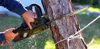 Best Tree Health Inspection  in Lexington Hills, CA
