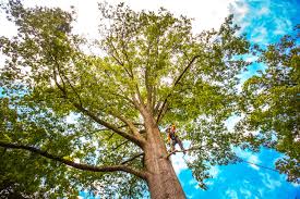 Best Utility Line Clearance  in Lexington Hills, CA