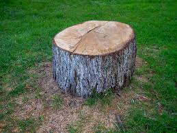 How Our Tree Care Process Works  in  Lexington Hills, CA