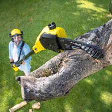 Best Root Management and Removal  in Lexington Hills, CA