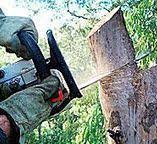 Best Hedge Trimming  in Lexington Hills, CA