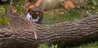 Best Fruit Tree Pruning  in Lexington Hills, CA
