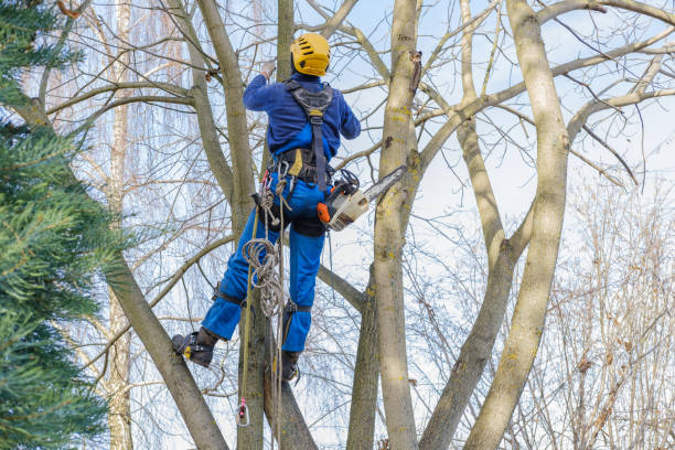 Best Lawn Pest Prevention  in Lexington Hills, CA