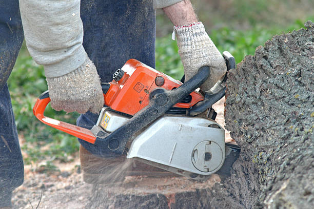 Reliable Lexington Hills, CA Tree Care Solutions