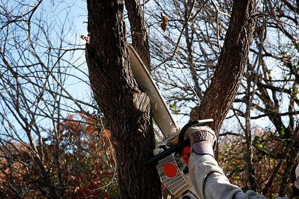  Lexington Hills, CA Tree Care Pros
