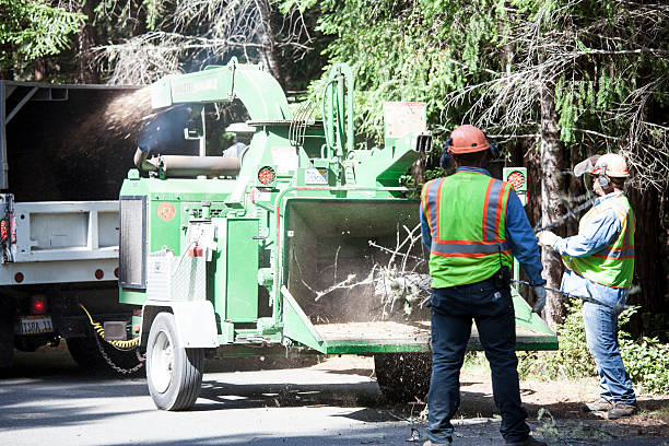 Best Lawn Watering Services  in Lexington Hills, CA